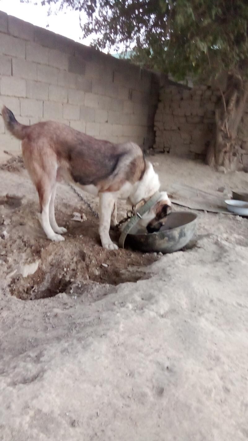 ady sakar - Бахарден - img 1