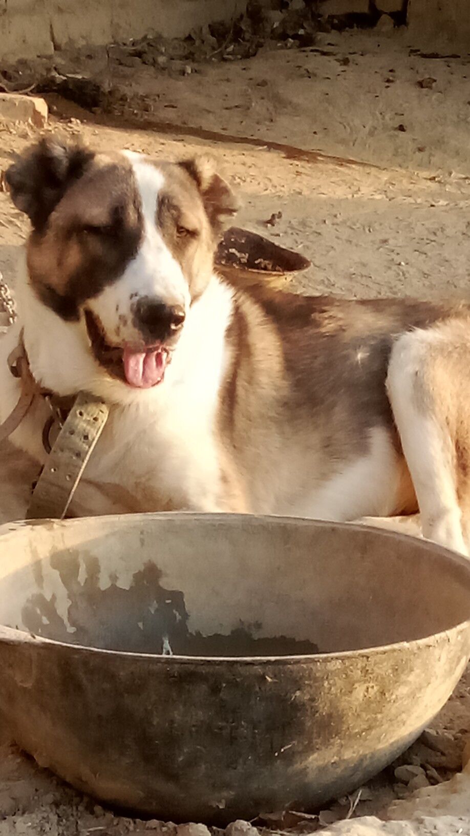 ady sakar - Бахарден - img 2