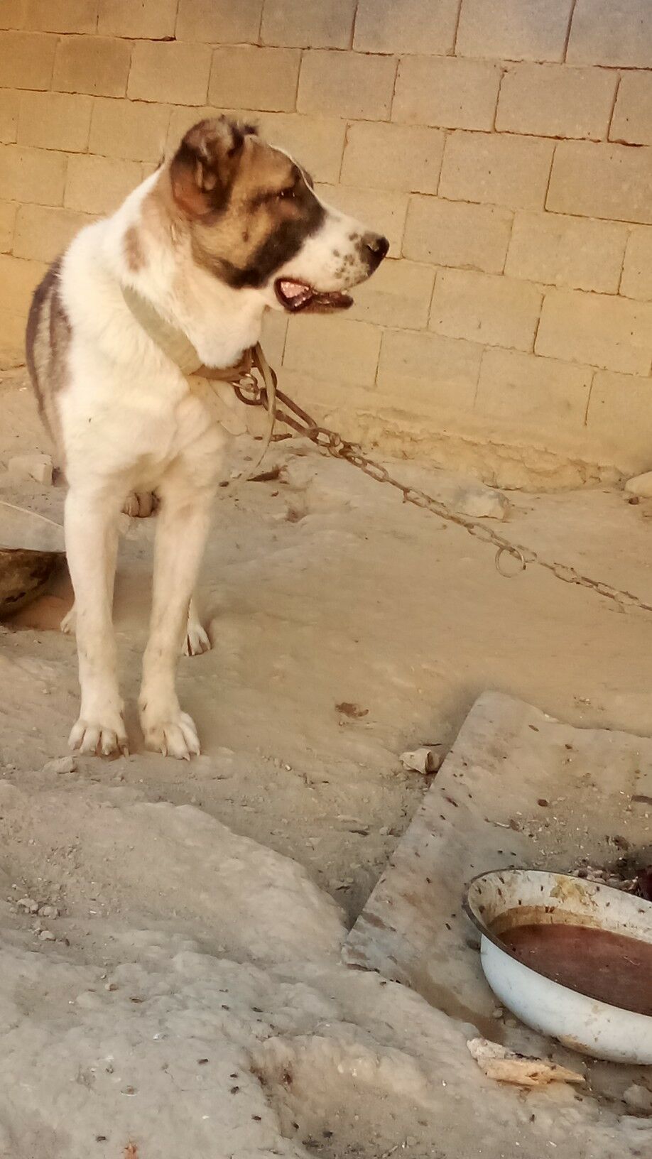 ady sakar - Бахарден - img 3