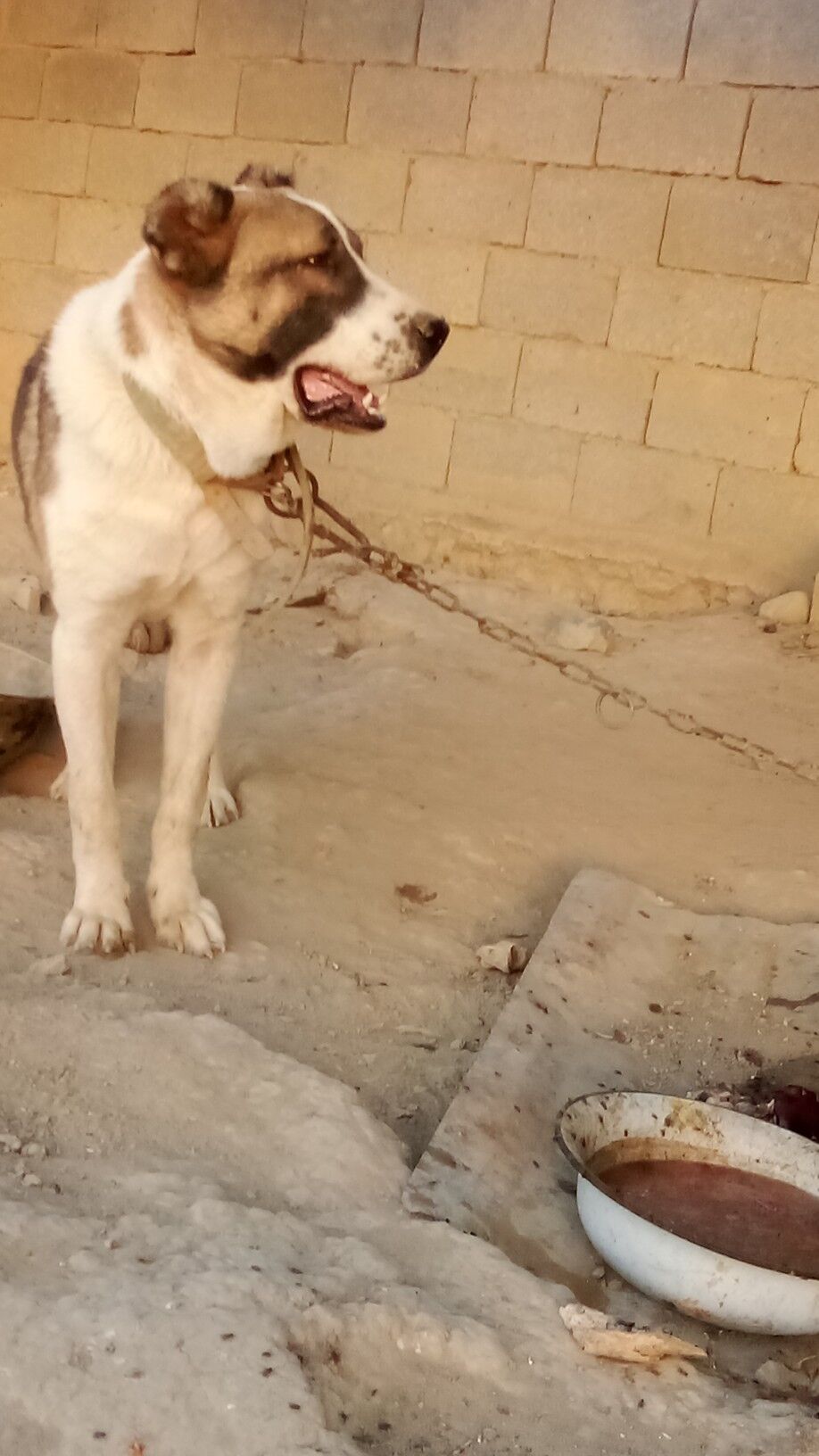 ady sakar - Бахарден - img 4