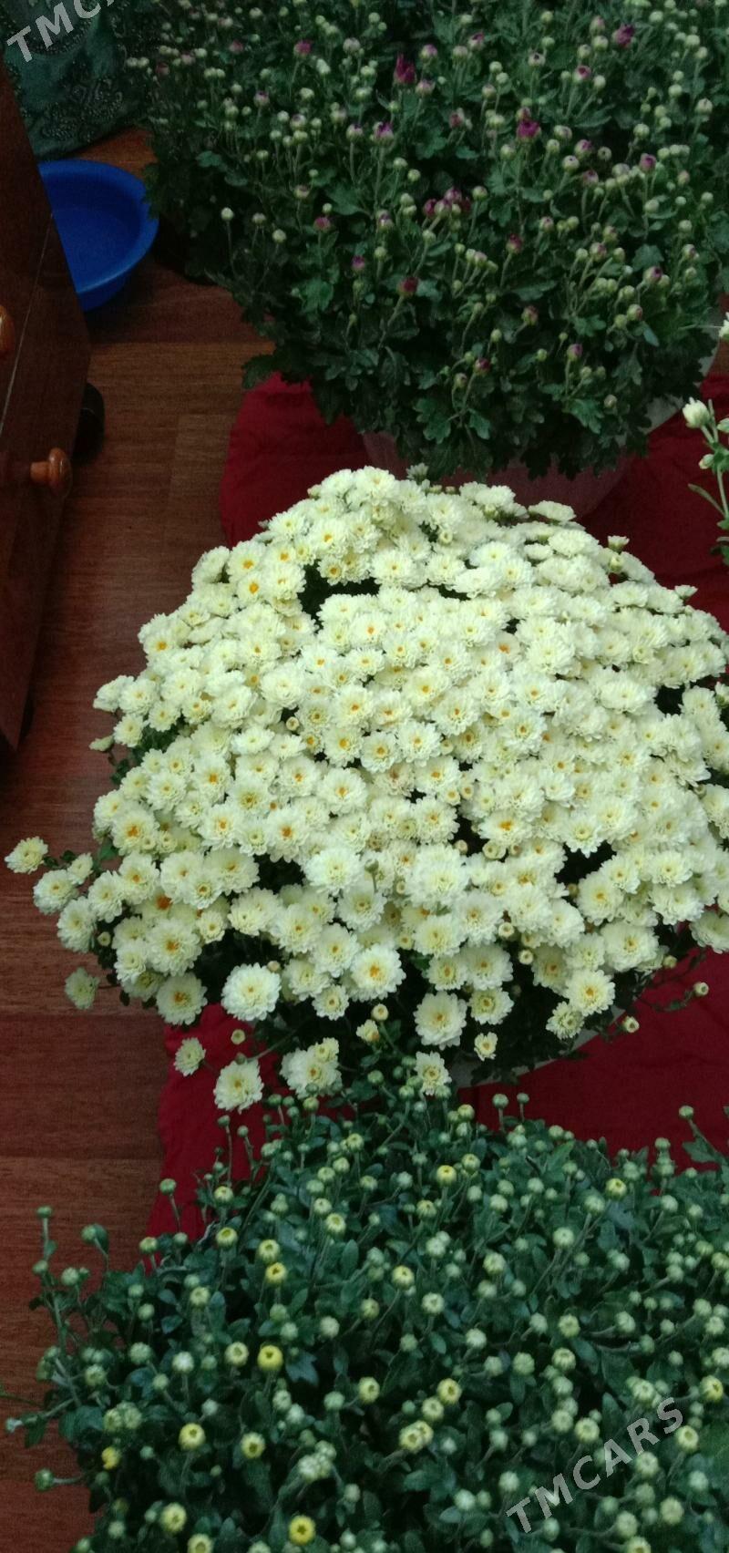 хризантема мульти флора голанд - Ашхабад - img 2