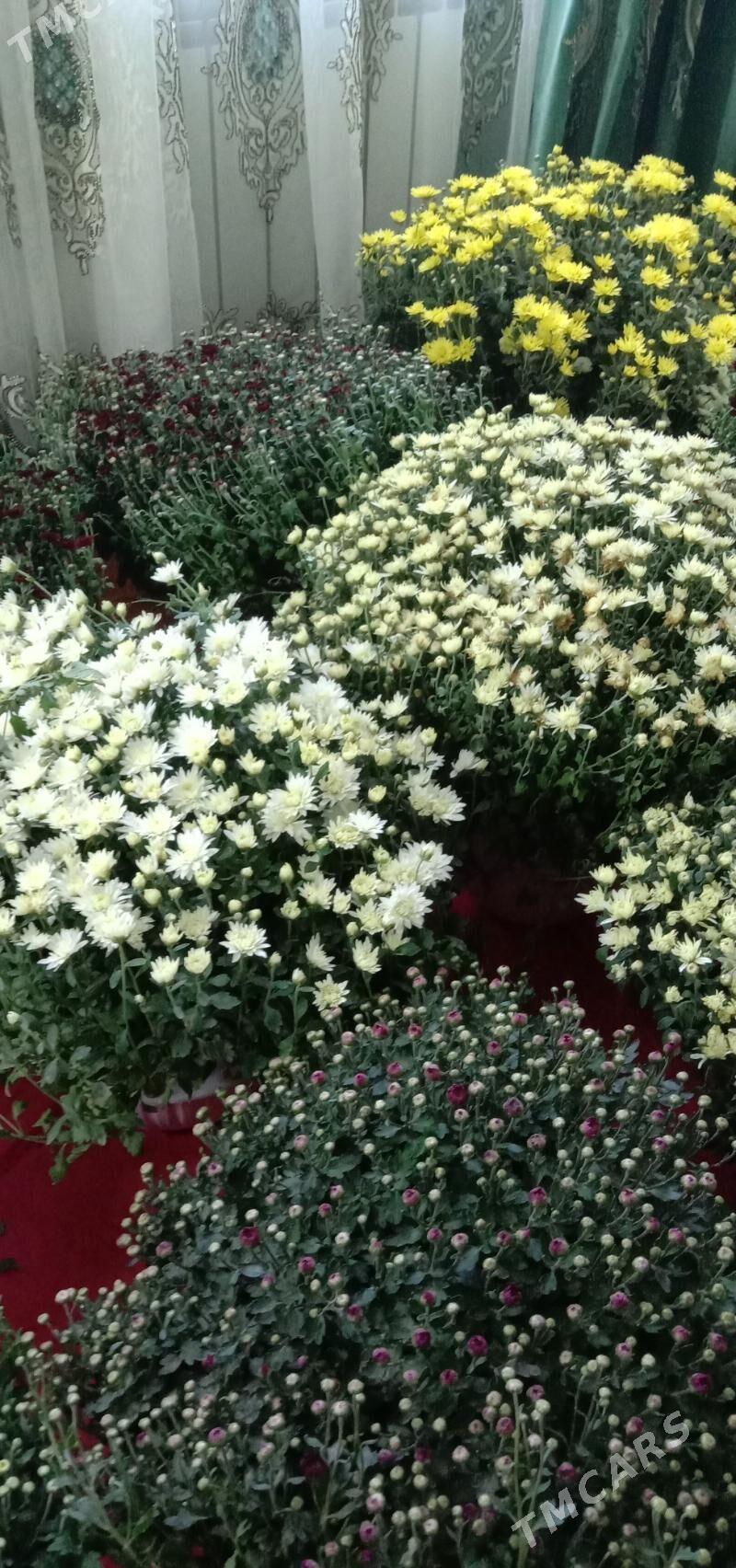 хризантема мульти флора голанд - Ашхабад - img 4