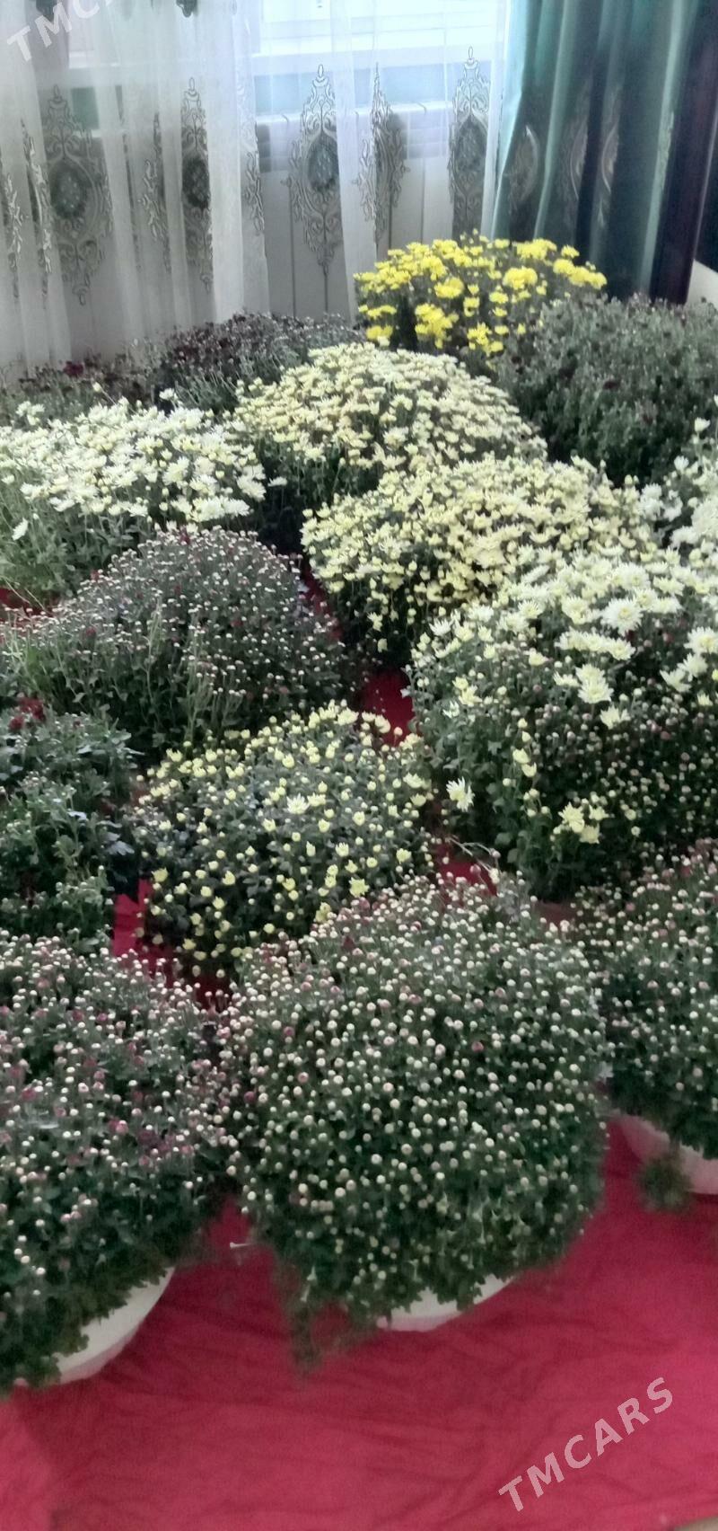 хризантема мульти флора голанд - Ашхабад - img 1