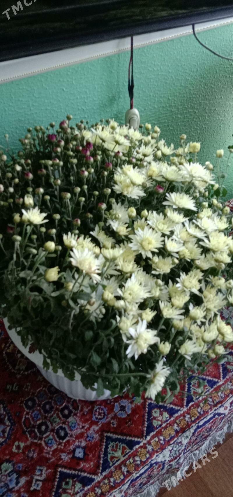 хризантема мульти флора голанд - Ашхабад - img 3