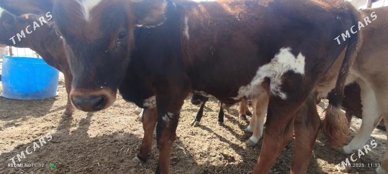 Goleler - Балканабат - img 9