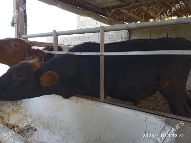 Бык - Gökdepe - img 1