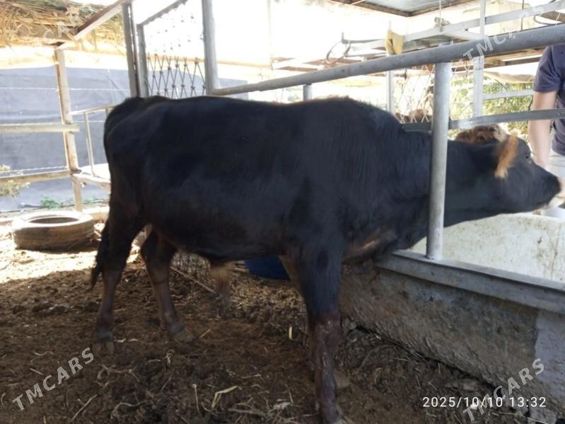 Бык - Gökdepe - img 2