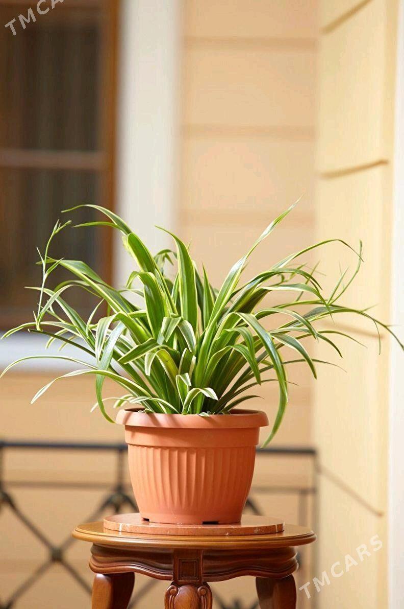 хлорофитум - Aşgabat - img 1