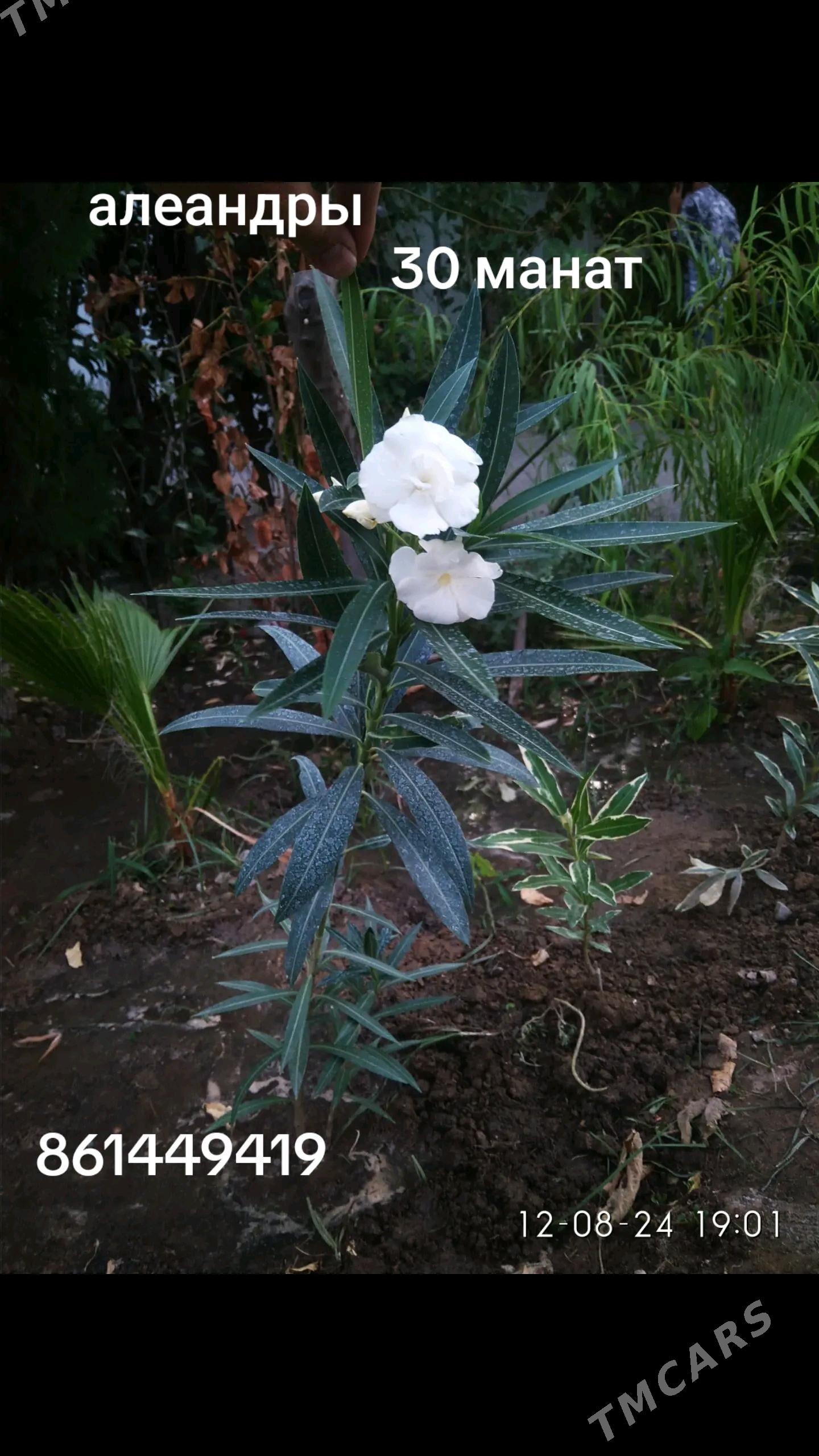 олеандры - Ашхабад - img 1