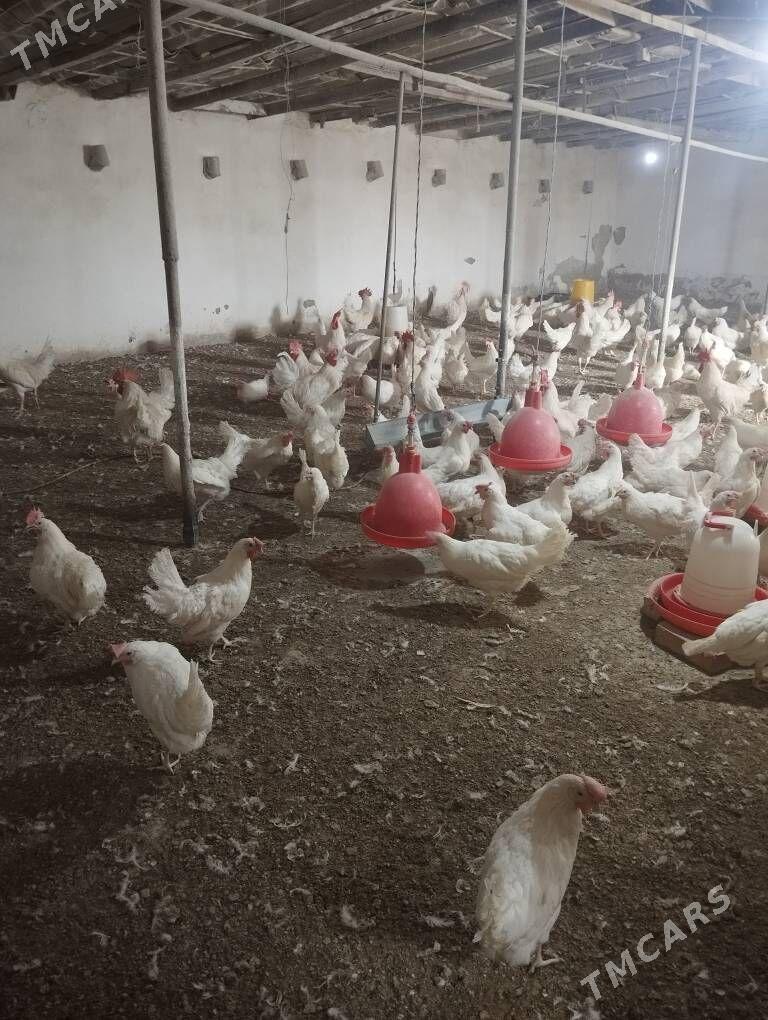 towuk ýaňy guzlap başlan - Анев - img 2