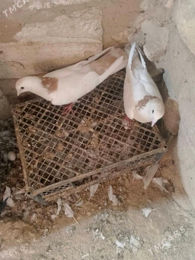 kepderi - Гызыларбат - img 1