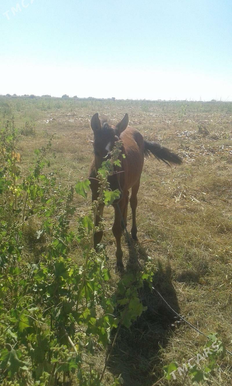 tay erkek - Керки - img 1