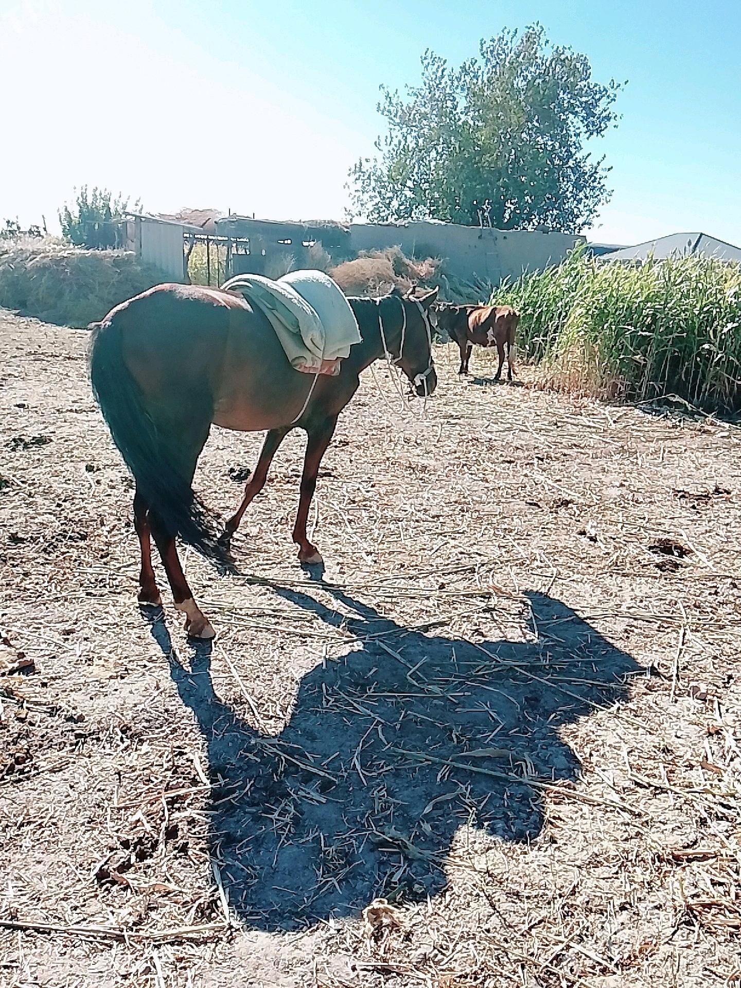 at - Görogly (Tagta) - img 1