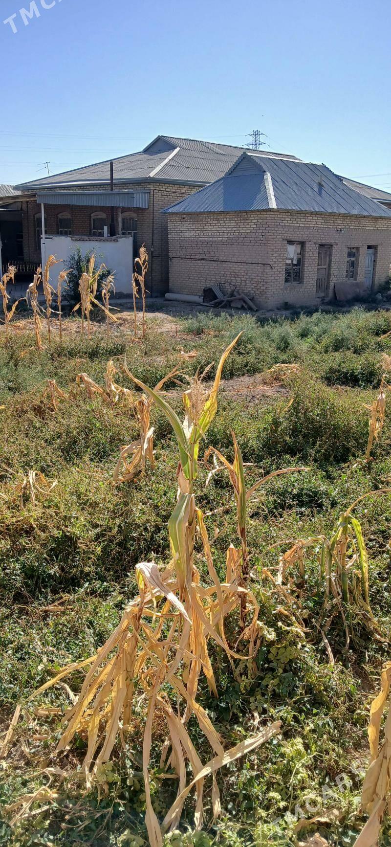 Satlyk Jay - Мары - img 2