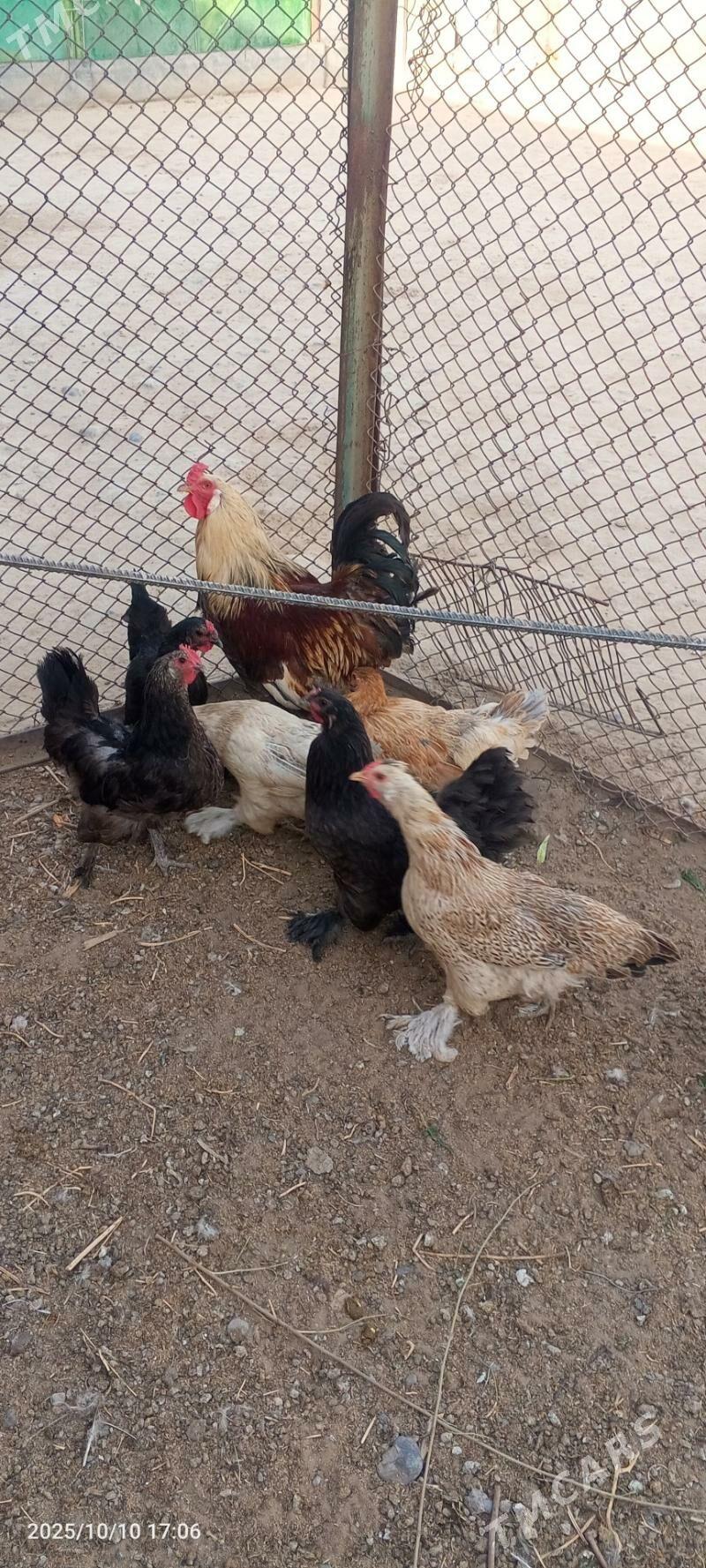 towuk balgar - Gökje - img 1