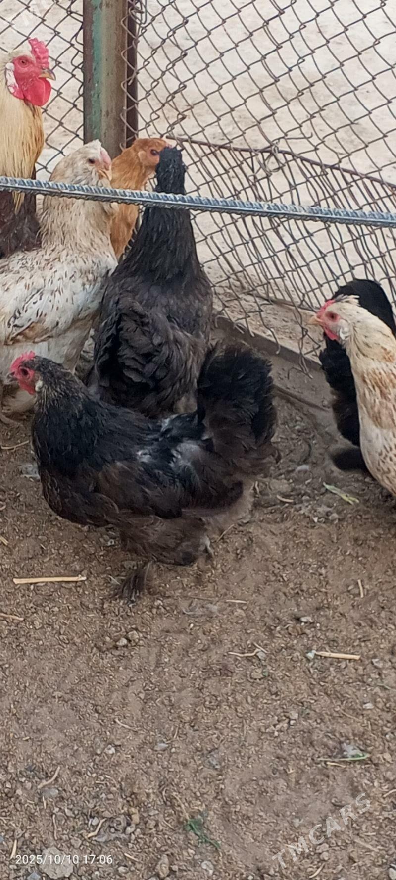 towuk balgar - Gökje - img 6