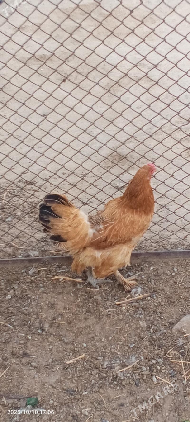 towuk balgar - Gökje - img 2