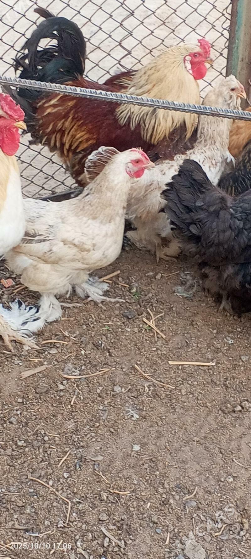 towuk balgar - Gökje - img 8