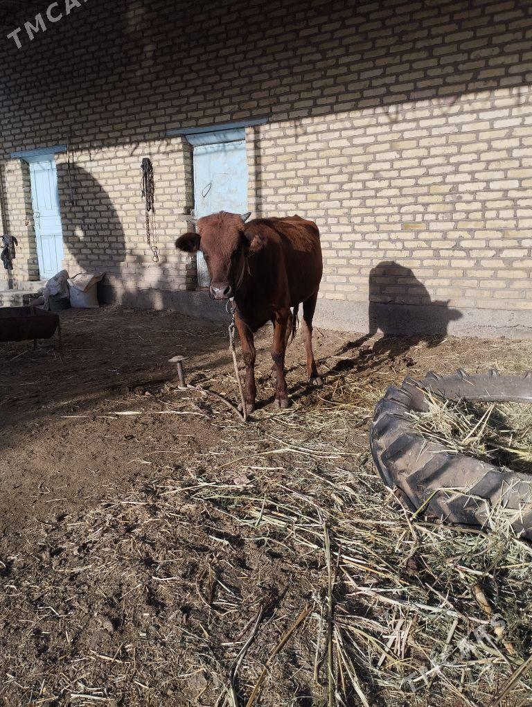 gulajyn goleler - Сакарчага - img 3