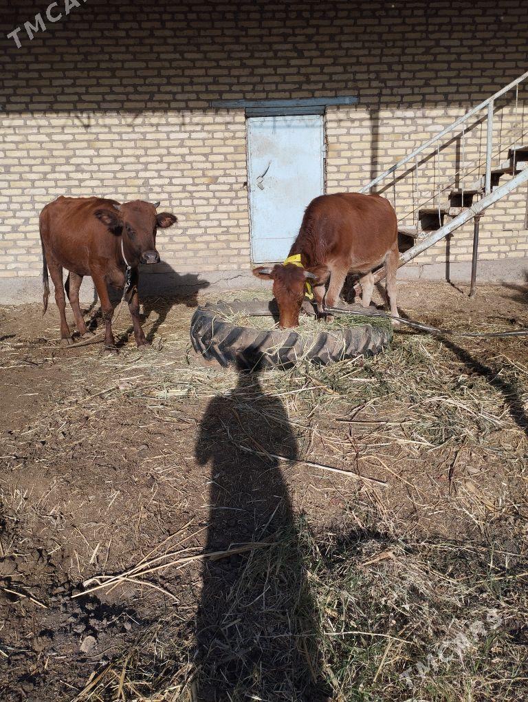 gulajyn goleler - Сакарчага - img 5