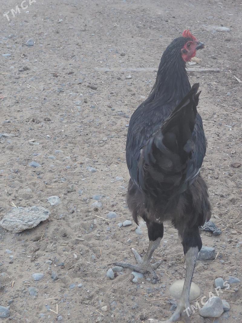 towuk poroda - Анев - img 3