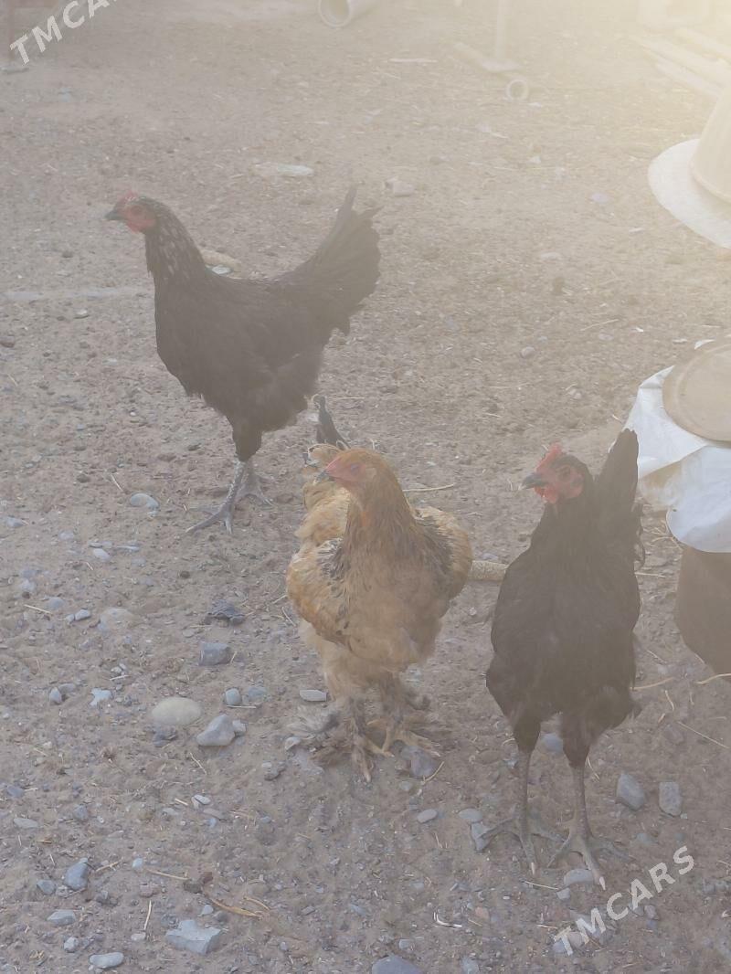 towuk poroda - Анев - img 1