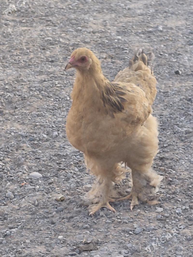 towuk poroda - Анев - img 4