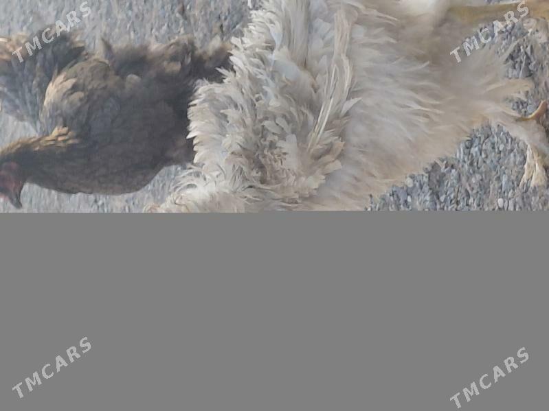 towuk poroda - Анев - img 5