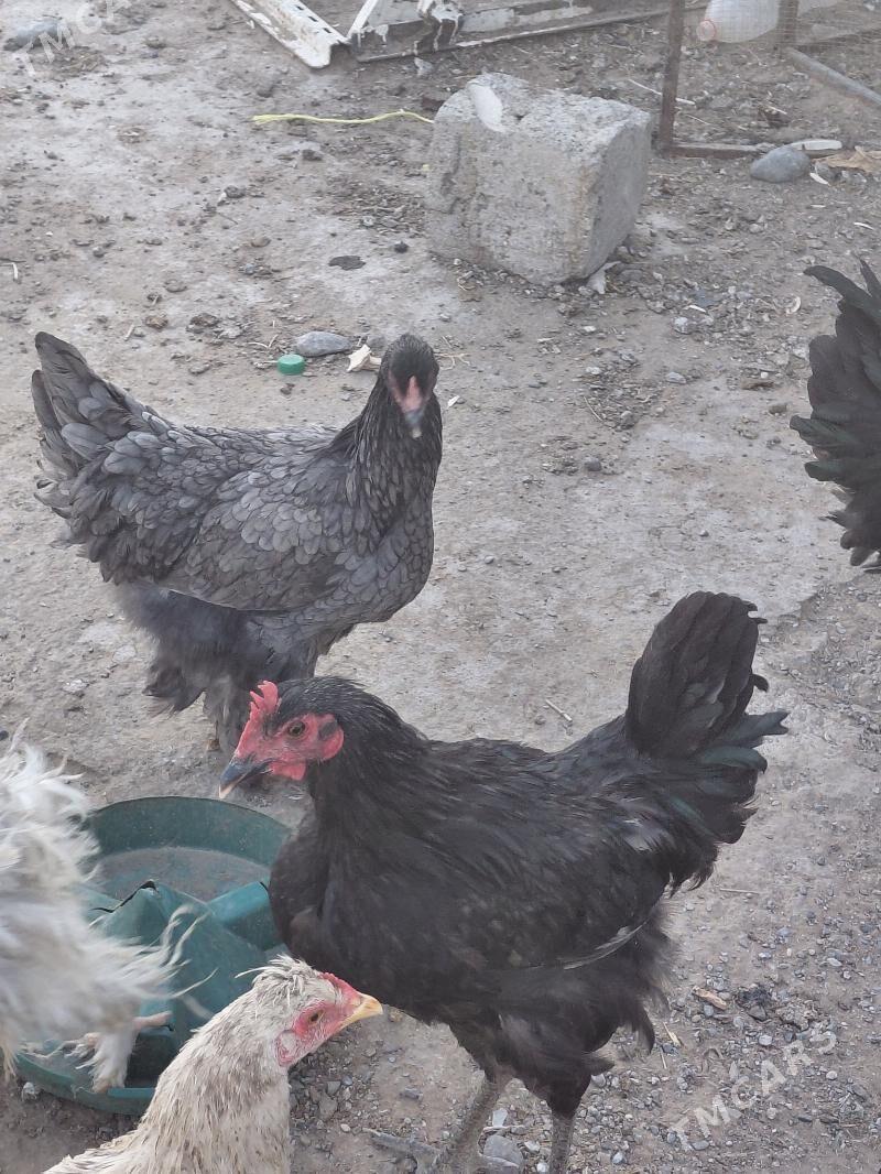 towuk poroda - Анев - img 8