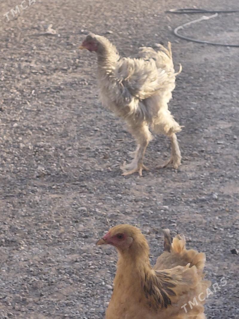 towuk poroda - Анев - img 7