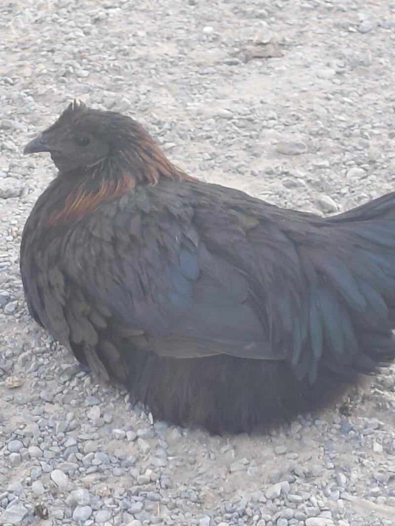 towuk poroda - Анев - img 6