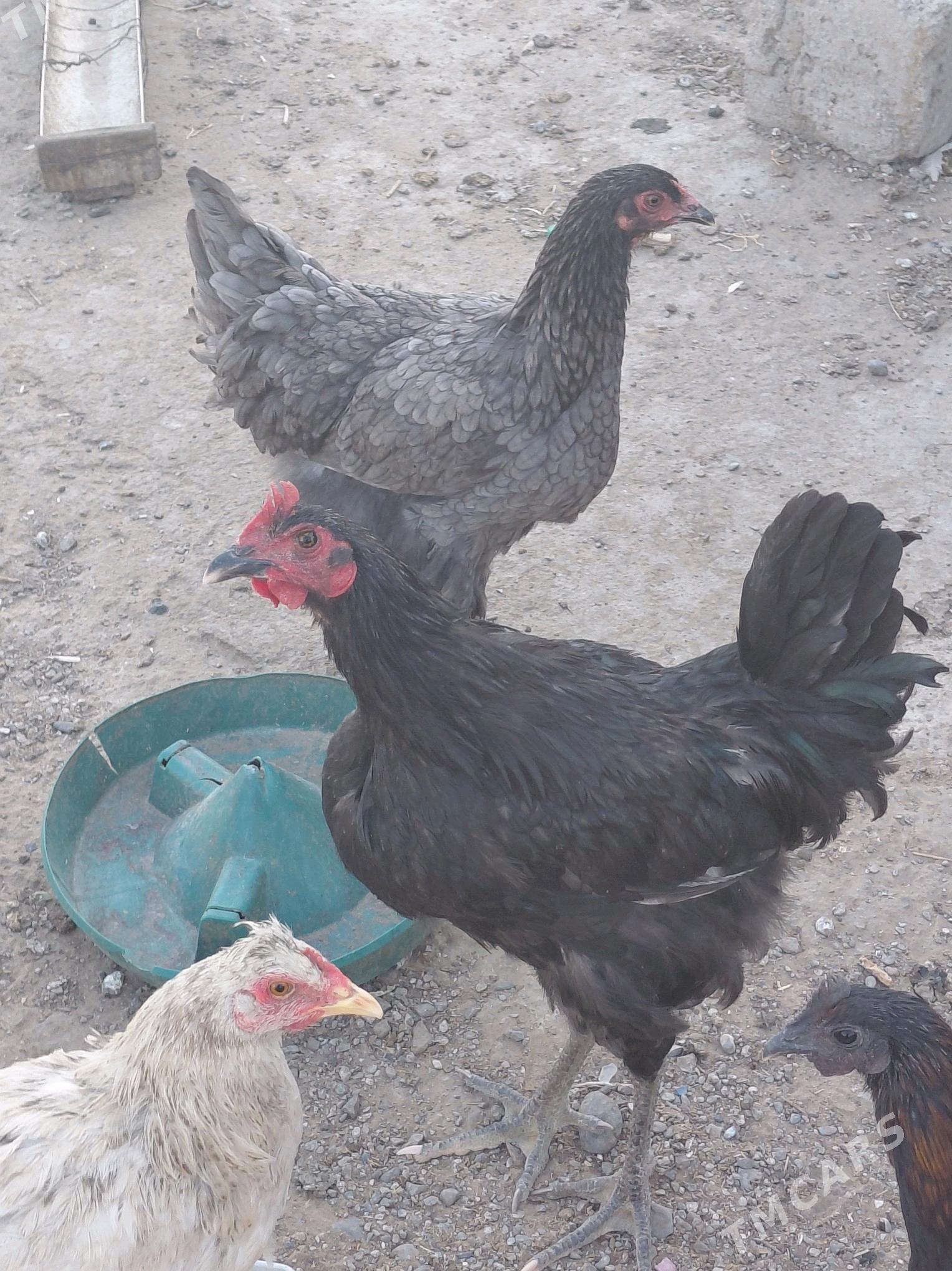 towuk poroda - Анев - img 9