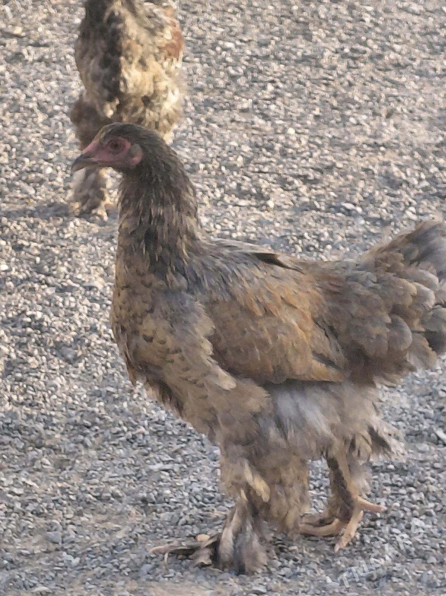 towuk poroda - Анев - img 10