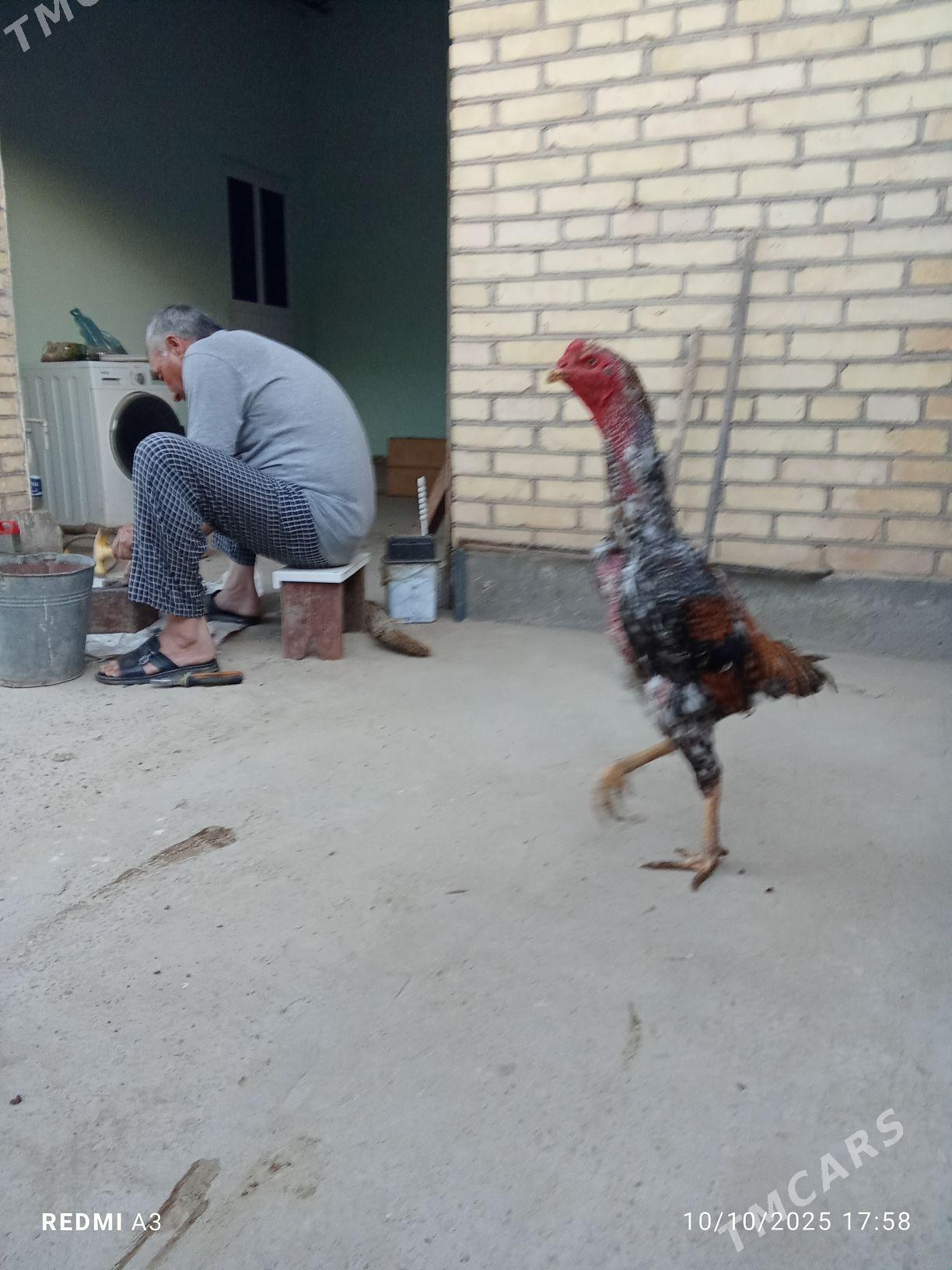 sisarka - Saýat - img 1