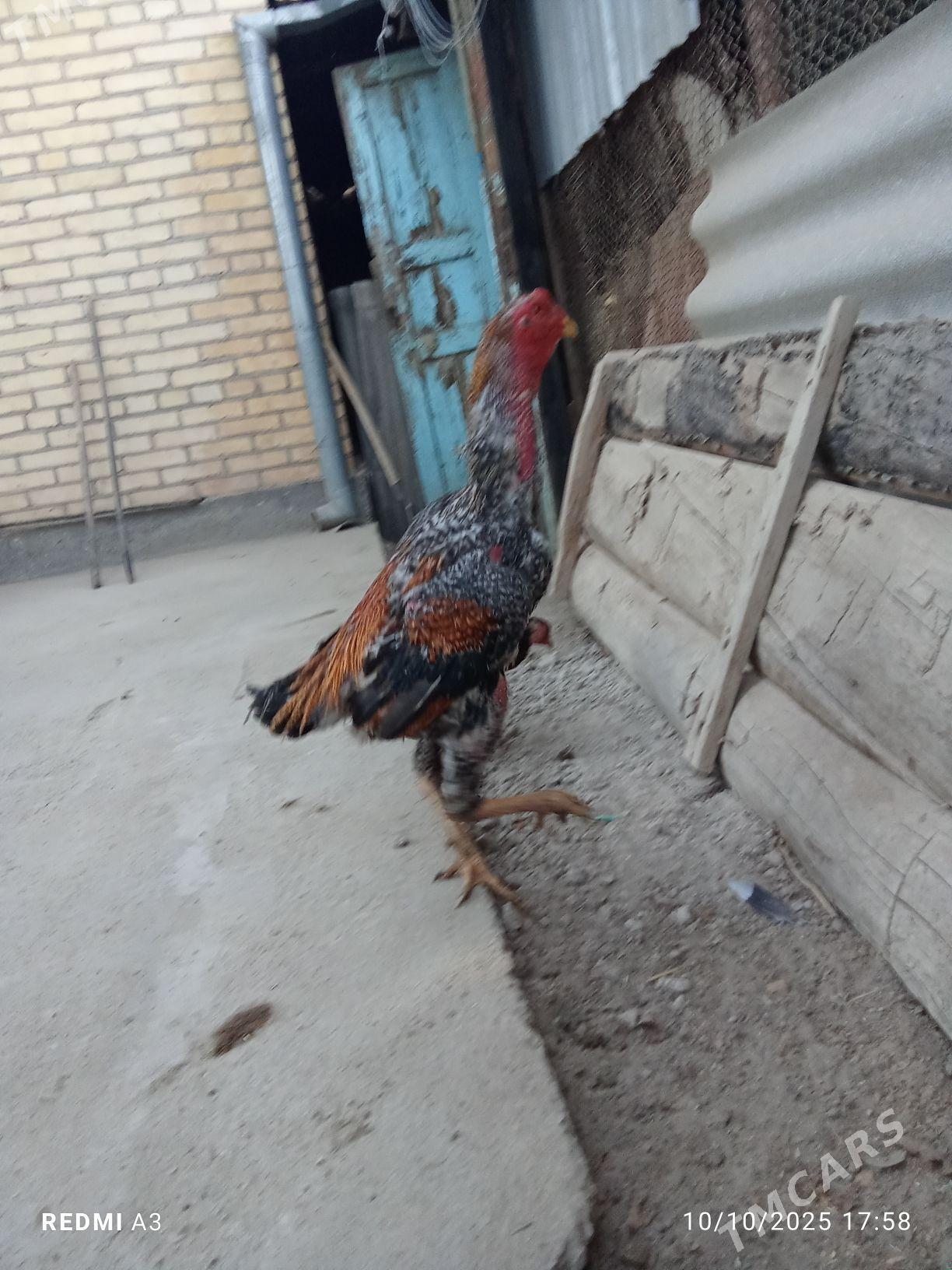 sisarka - Saýat - img 3