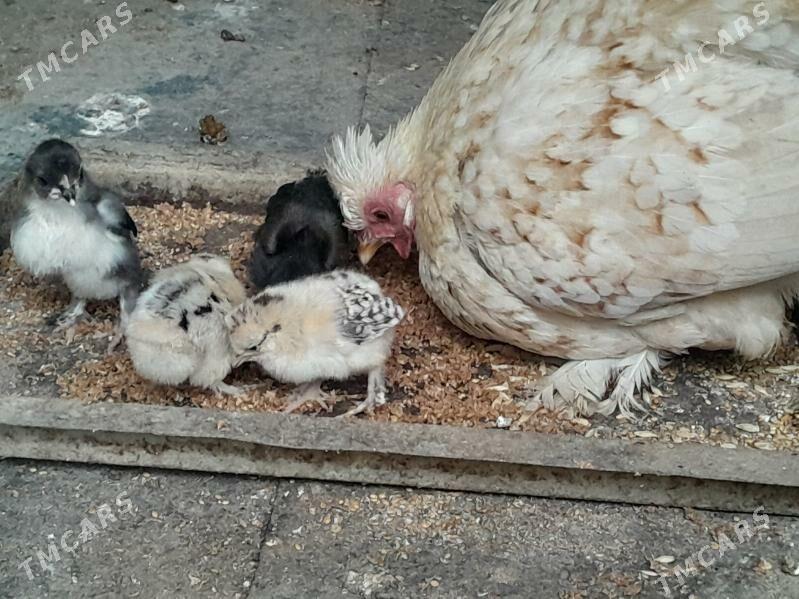 Karlik Jüýje - Garadamak Şor - img 2