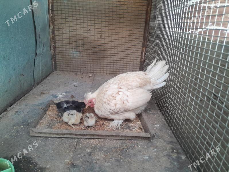 Karlik Jüýje - Garadamak Şor - img 1