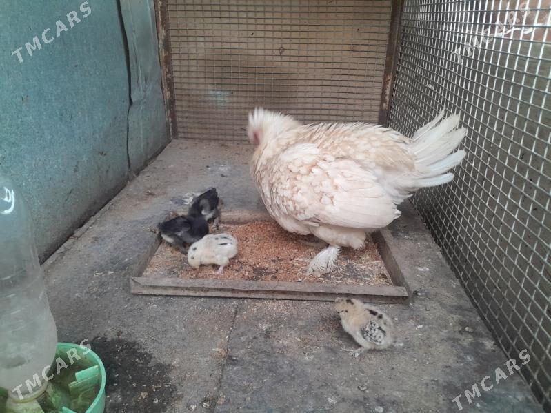 Karlik Jüýje - Garadamak Şor - img 3