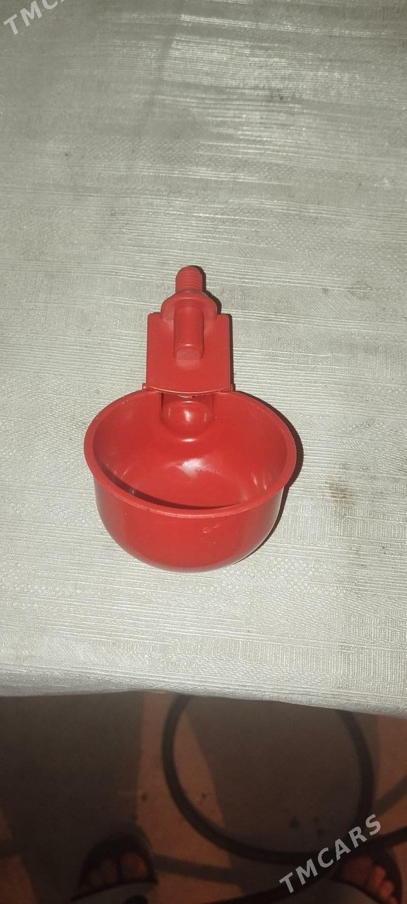 poilka - Туркменбаши - img 3