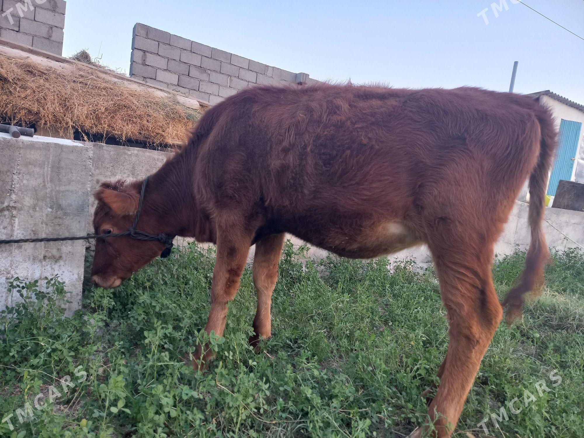 gole tuwe - Gökdepe - img 1