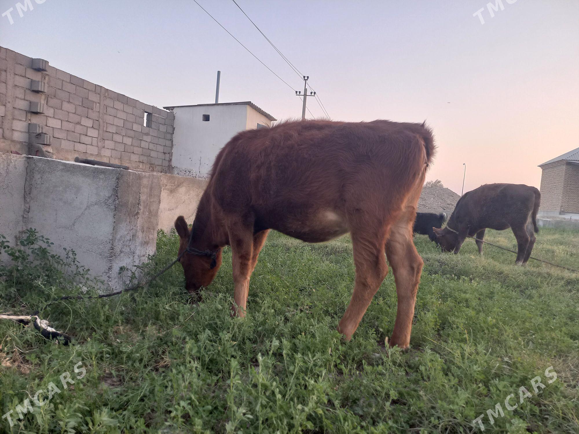 gole tuwe - Гёкдепе - img 2