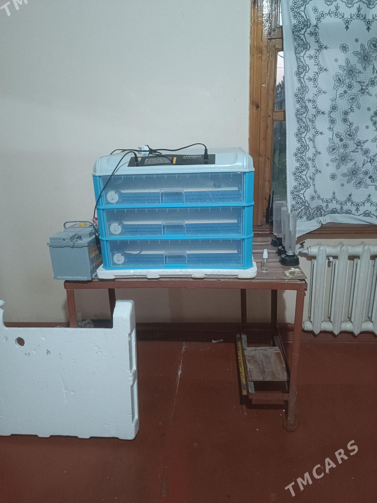 inkobator - Ялкым - img 1