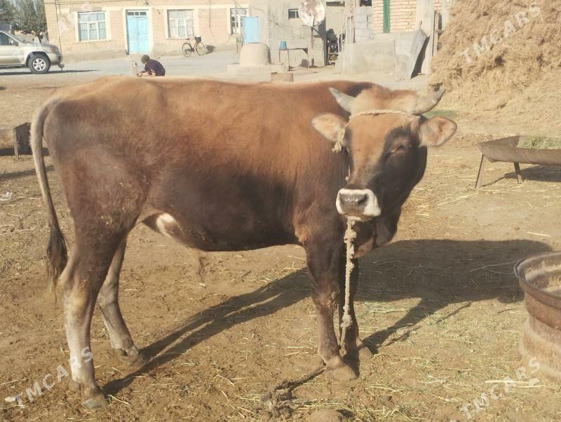 Öküz - Бахарден - img 1