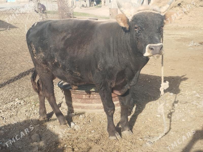 Öküz - Бахарден - img 2