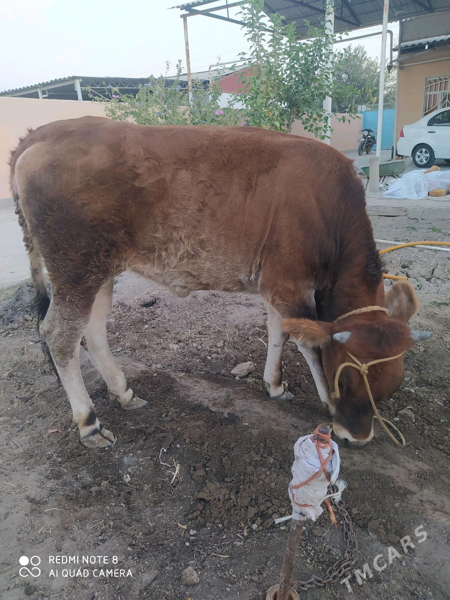 Tuwe - Ак-Бугдайский этрап - img 1