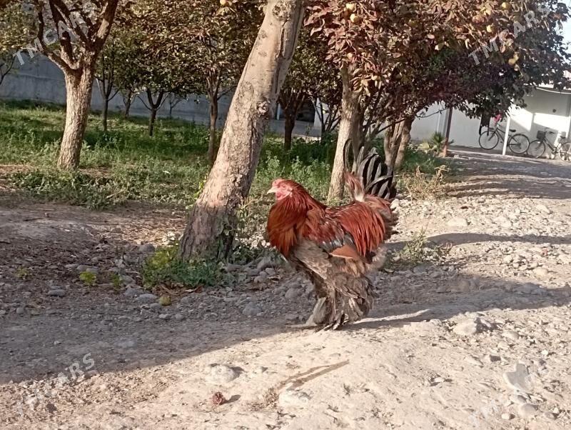 Horazlar - Бузмеин - img 1