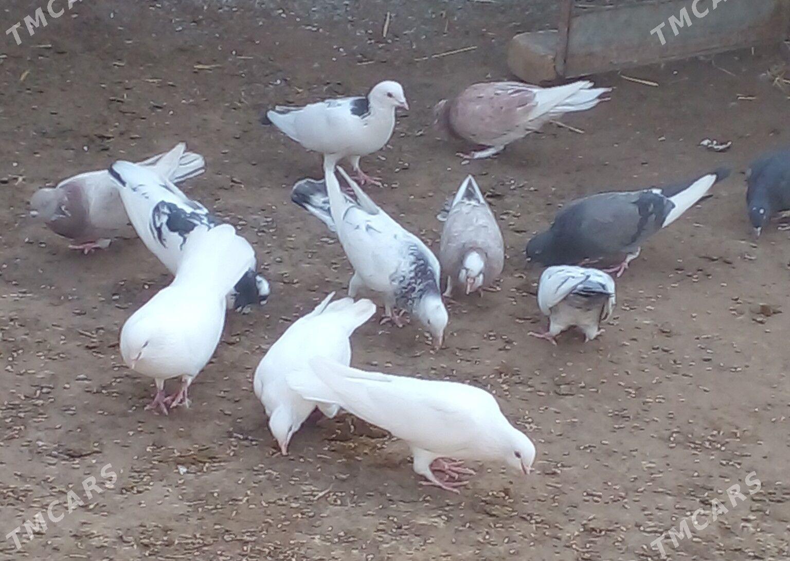 SATLYK KEPDERİ - Gökdepe - img 1