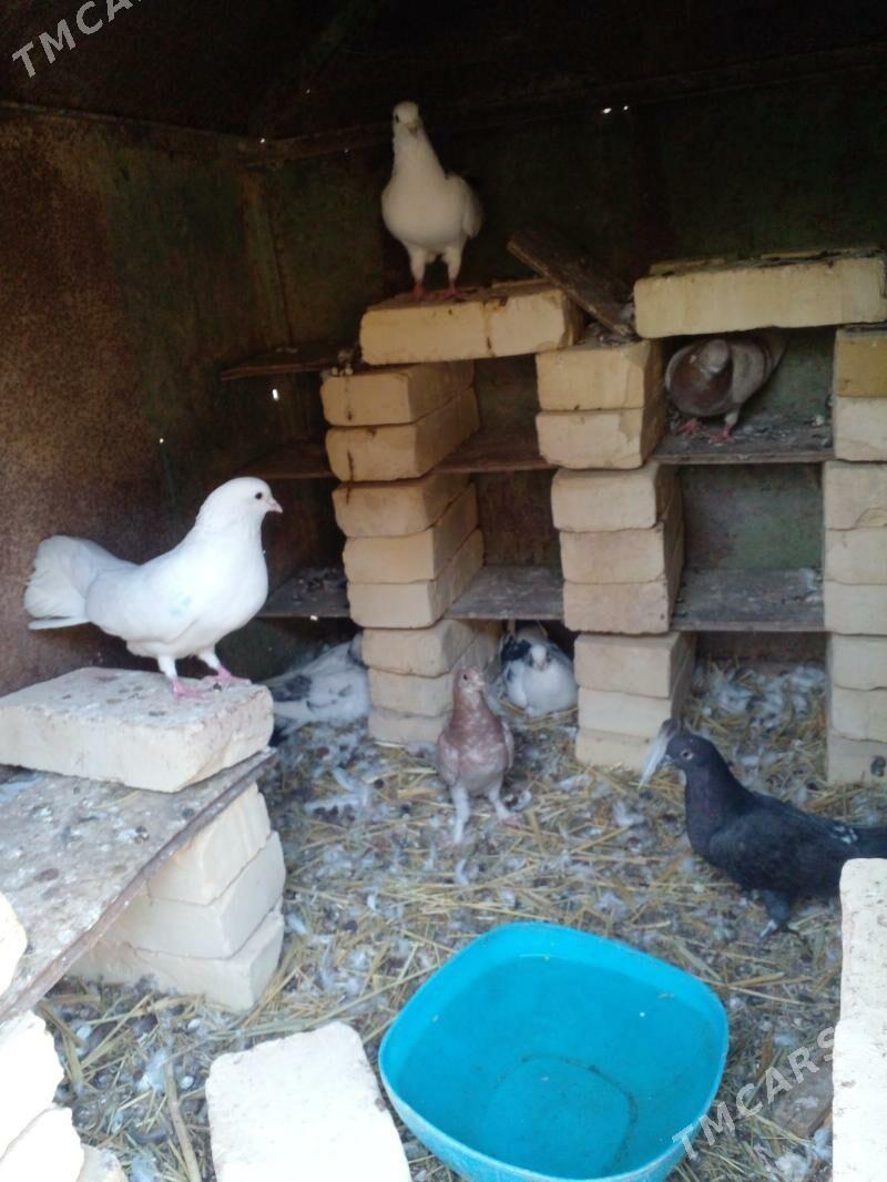 SATLYK KEPDERİ - Gökdepe - img 3