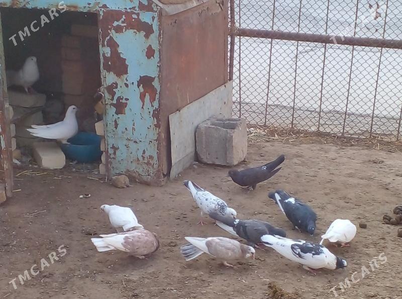 SATLYK KEPDERİ - Gökdepe - img 2