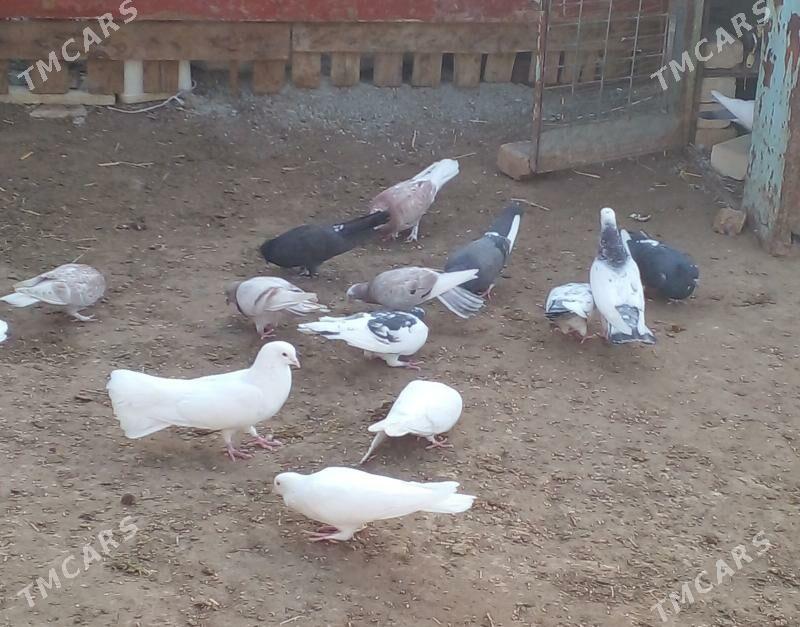 SATLYK KEPDERİ - Gökdepe - img 4